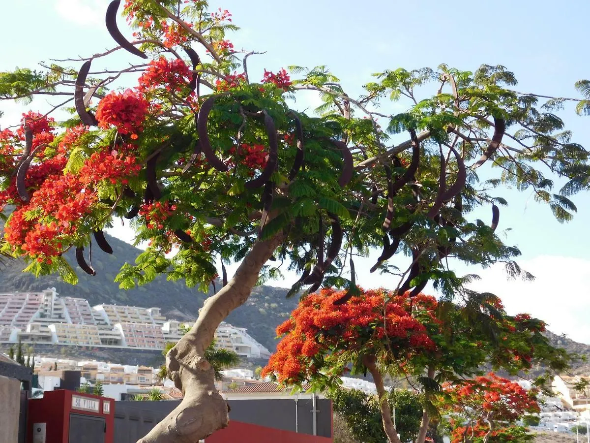 Brisas Del Mar Διαμέρισμα Costa Adeje   Costa Adeje (Tenerife)